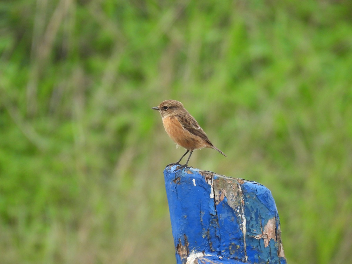 European Stonechat - ML644767224