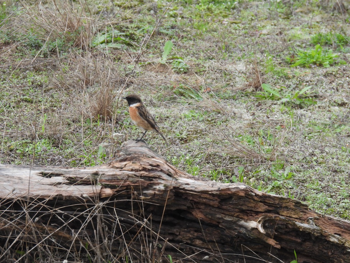 European Stonechat - ML644767225