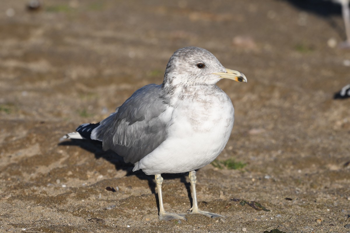 California Gull - ML644767230