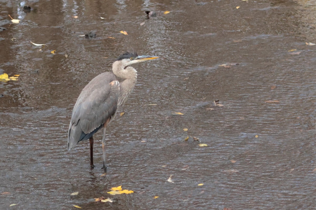Great Blue Heron - ML644767235
