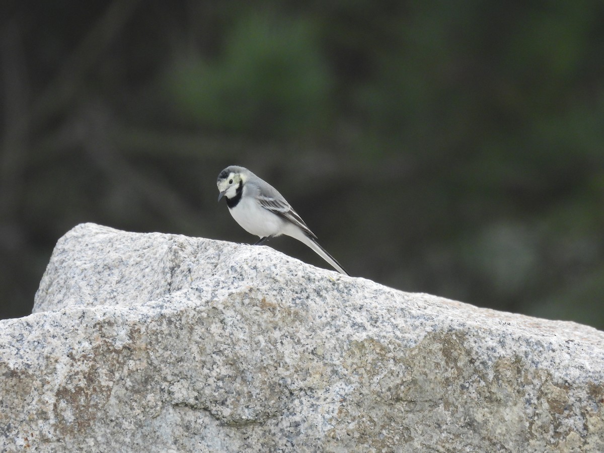 נחליאלי לבן (לבן-פנים) - ML644767242