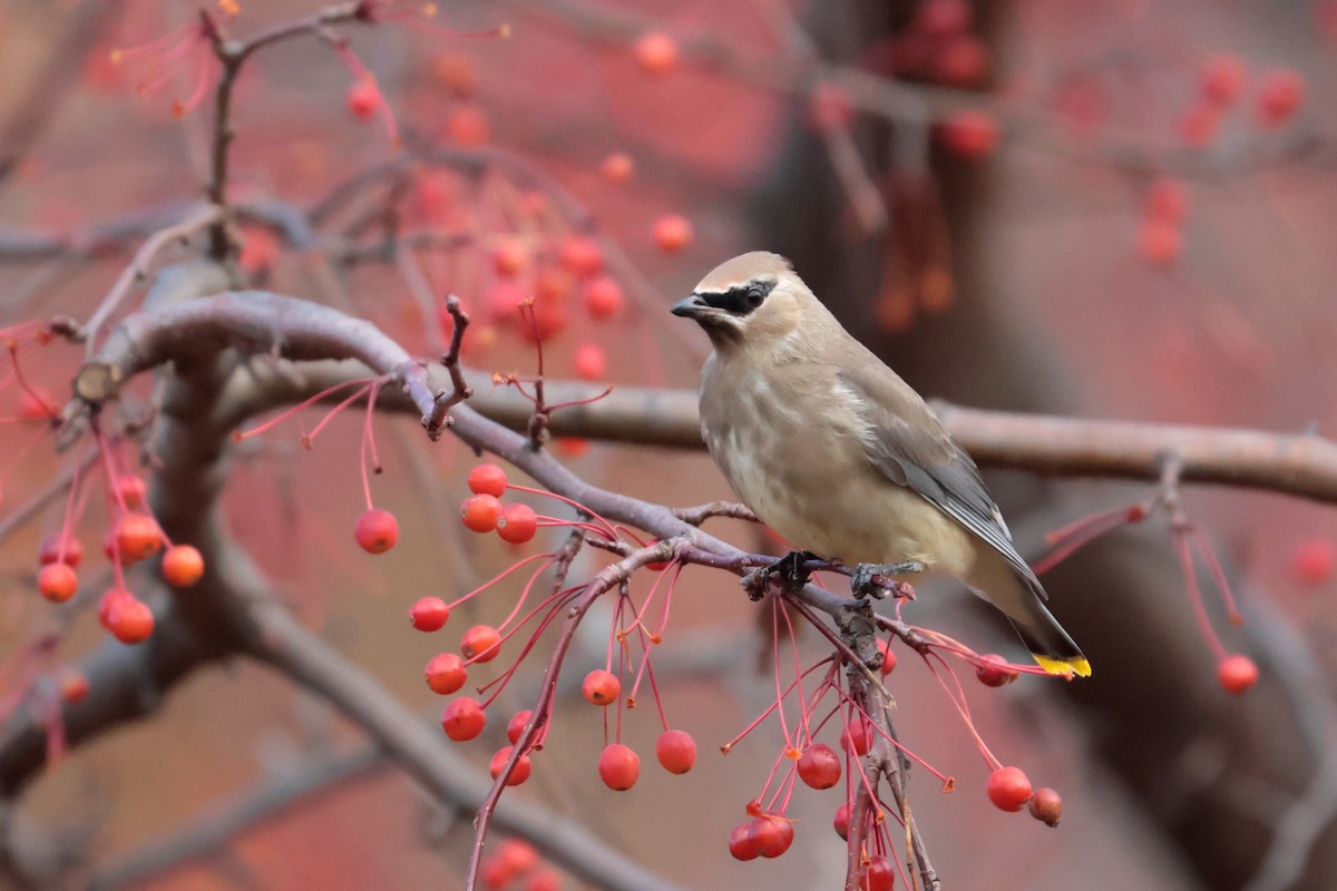 Cedar Waxwing - ML644767247