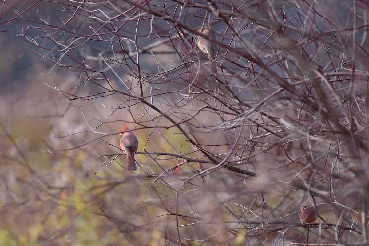 Kırmızı Kardinal - ML644767284