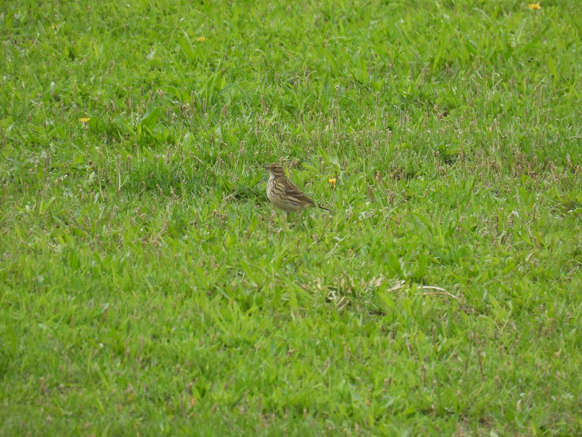 Pispola - ML644767292