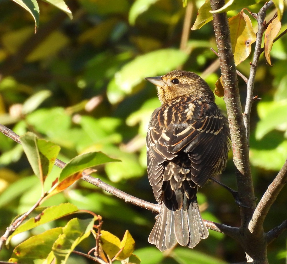 Red-winged Blackbird - ML644767306