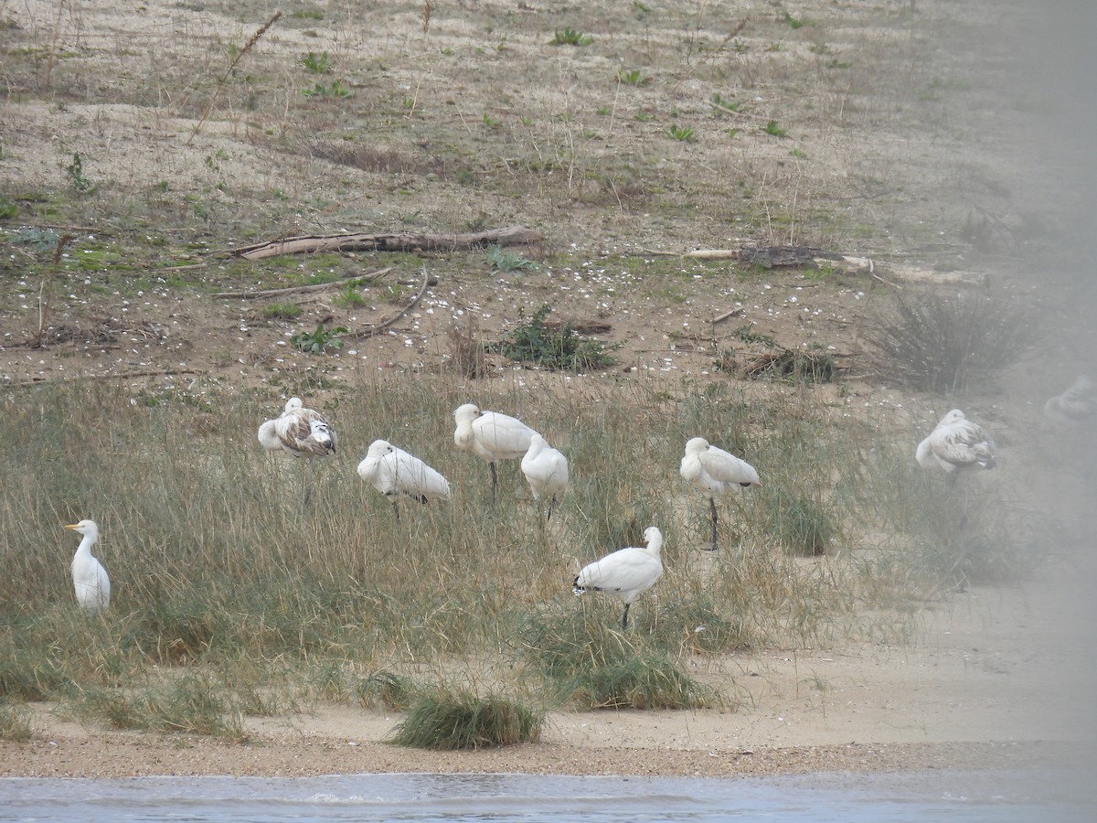 Eurasian Spoonbill - ML644767311