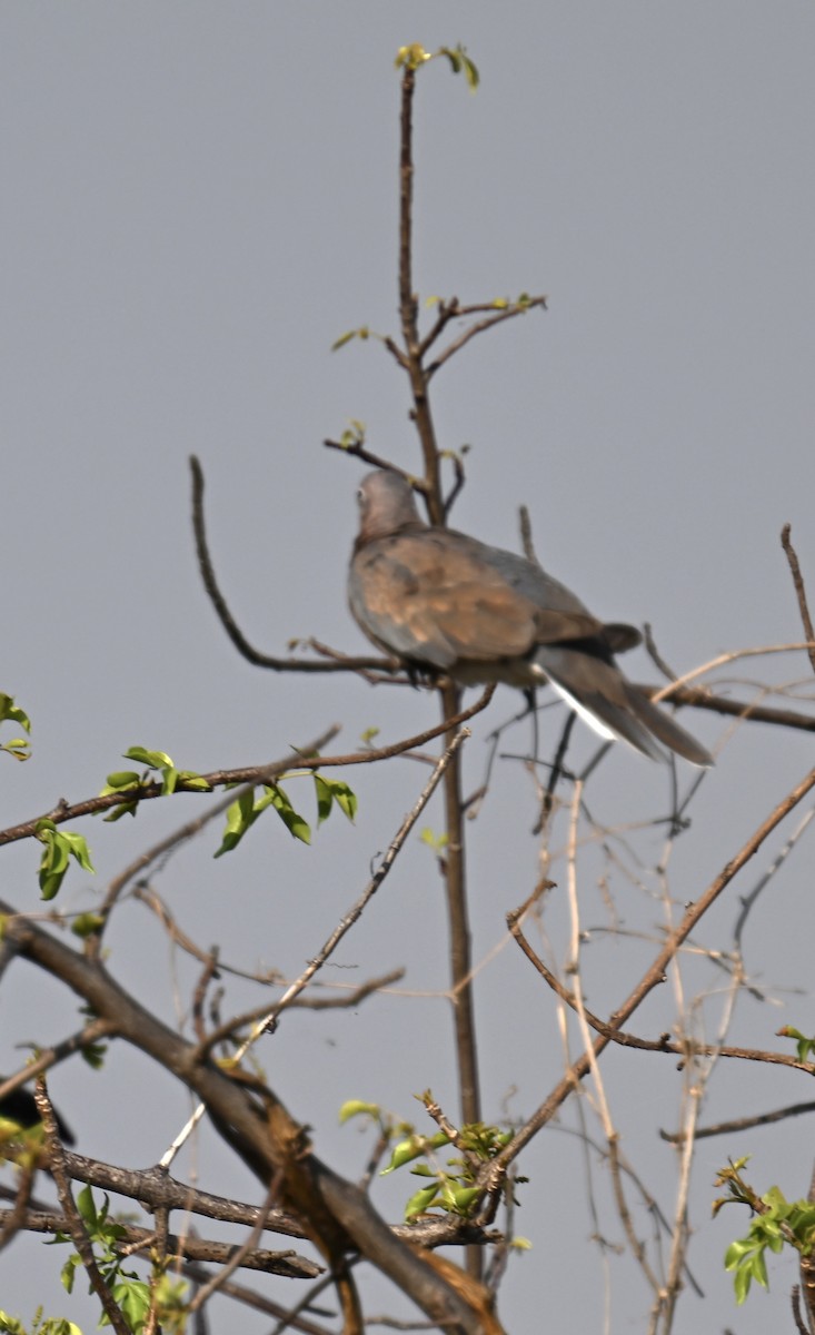 Laughing Dove - ML644767317