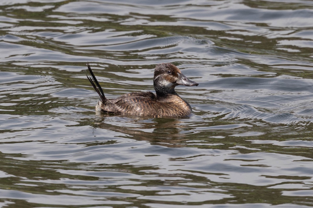 trommeand - ML644767337