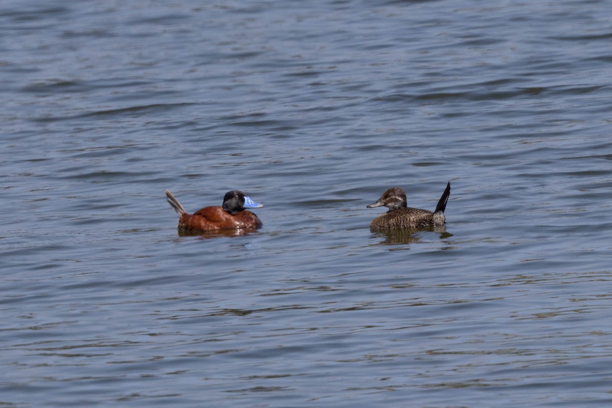 trommeand - ML644767338