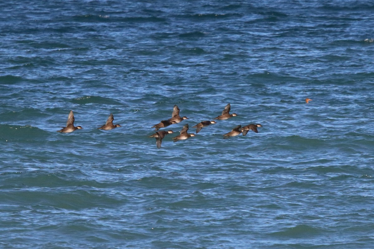 Американская синьга - ML644767342