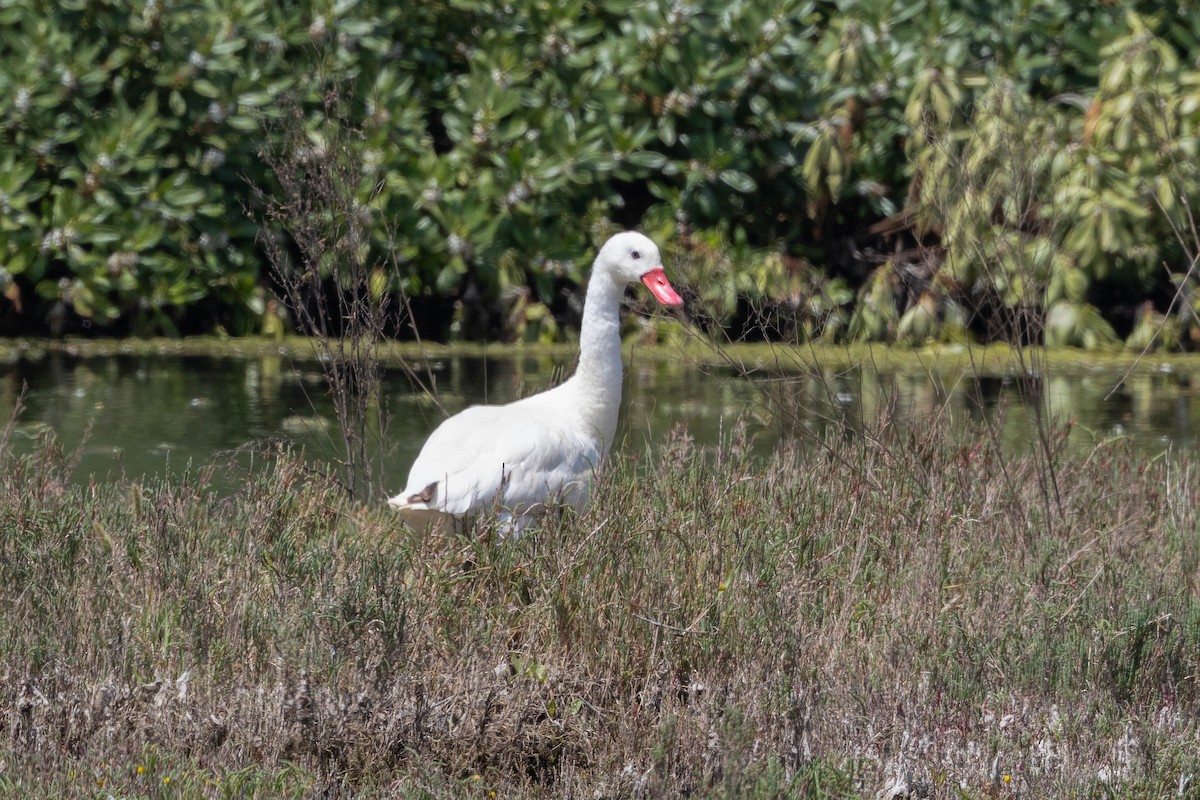 coscorobasvane - ML644767349