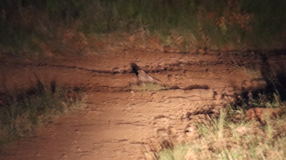 Fiery-necked Nightjar - ML644767351