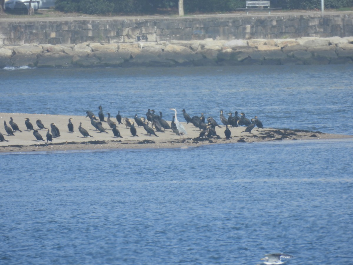 Great Cormorant - ML644767357