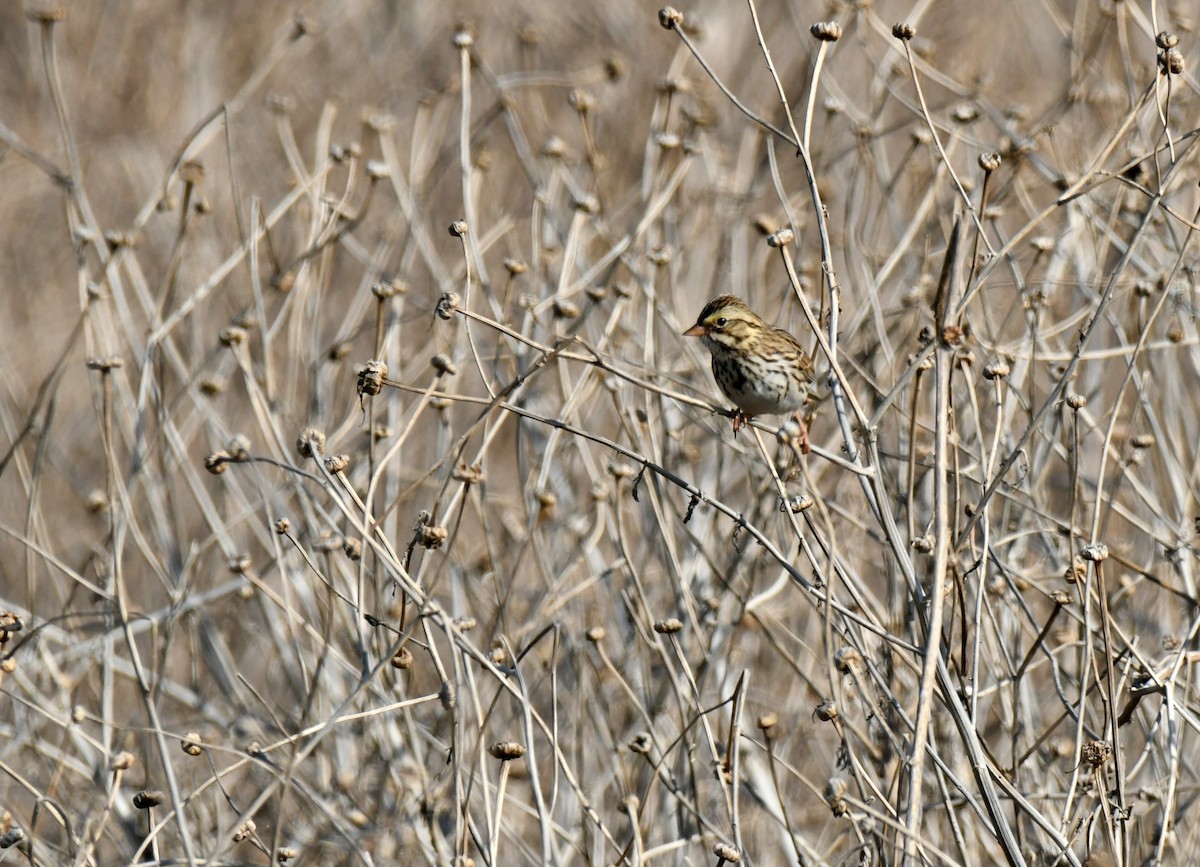 Chingolo Sabanero - ML644767360