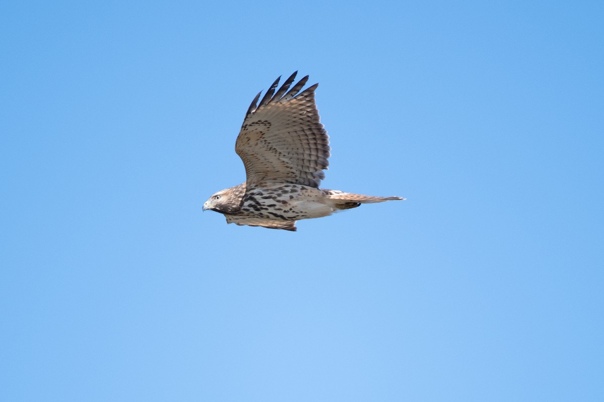 Red-shouldered Hawk - ML644767361