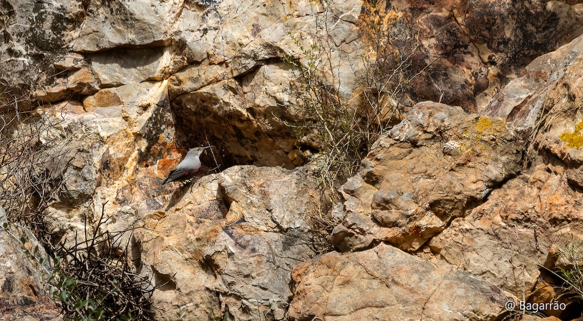 Wallcreeper - ML644767363