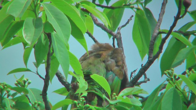Great Barbet - ML644767374