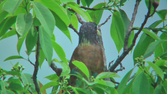 Great Barbet - ML644767375