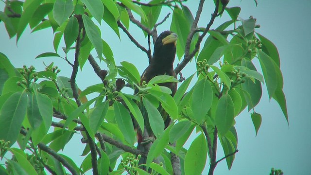 Great Barbet - ML644767376