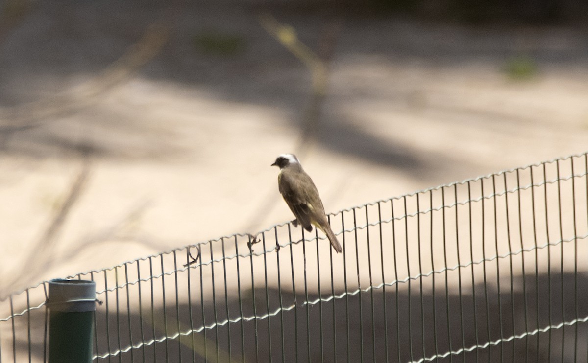 Sosyal Tiran [similis grubu] - ML644767386