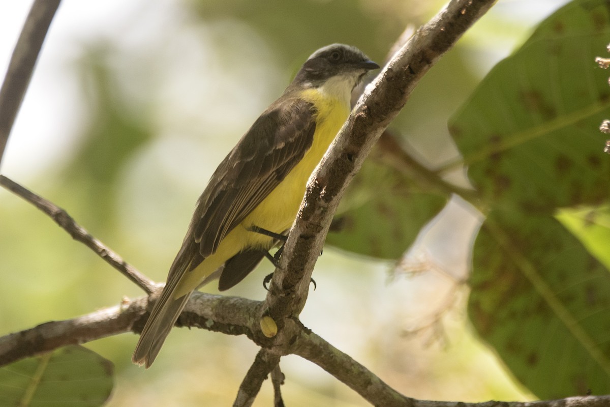 Sosyal Tiran [similis grubu] - ML644767387