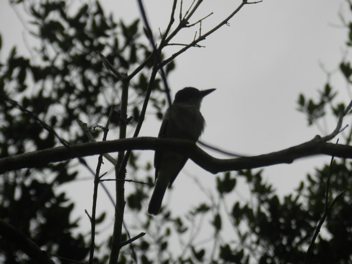 Gray Kingbird - ML644767394