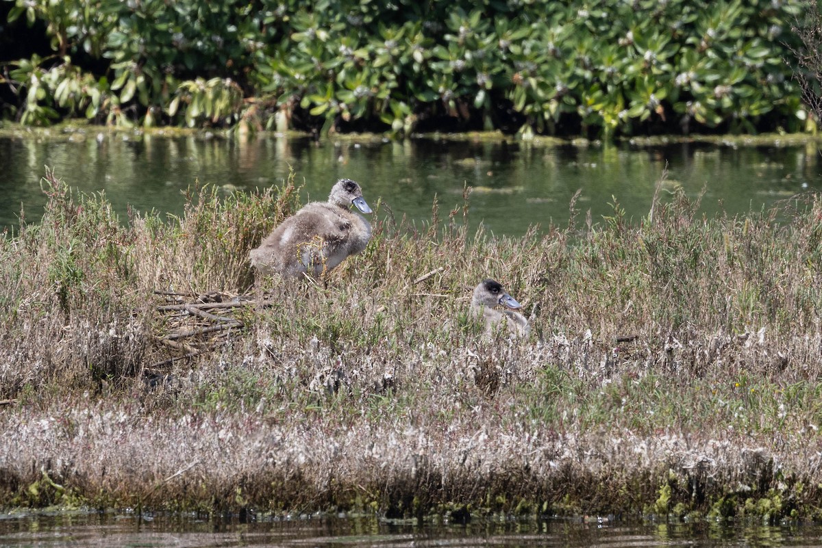 coscorobasvane - ML644767403