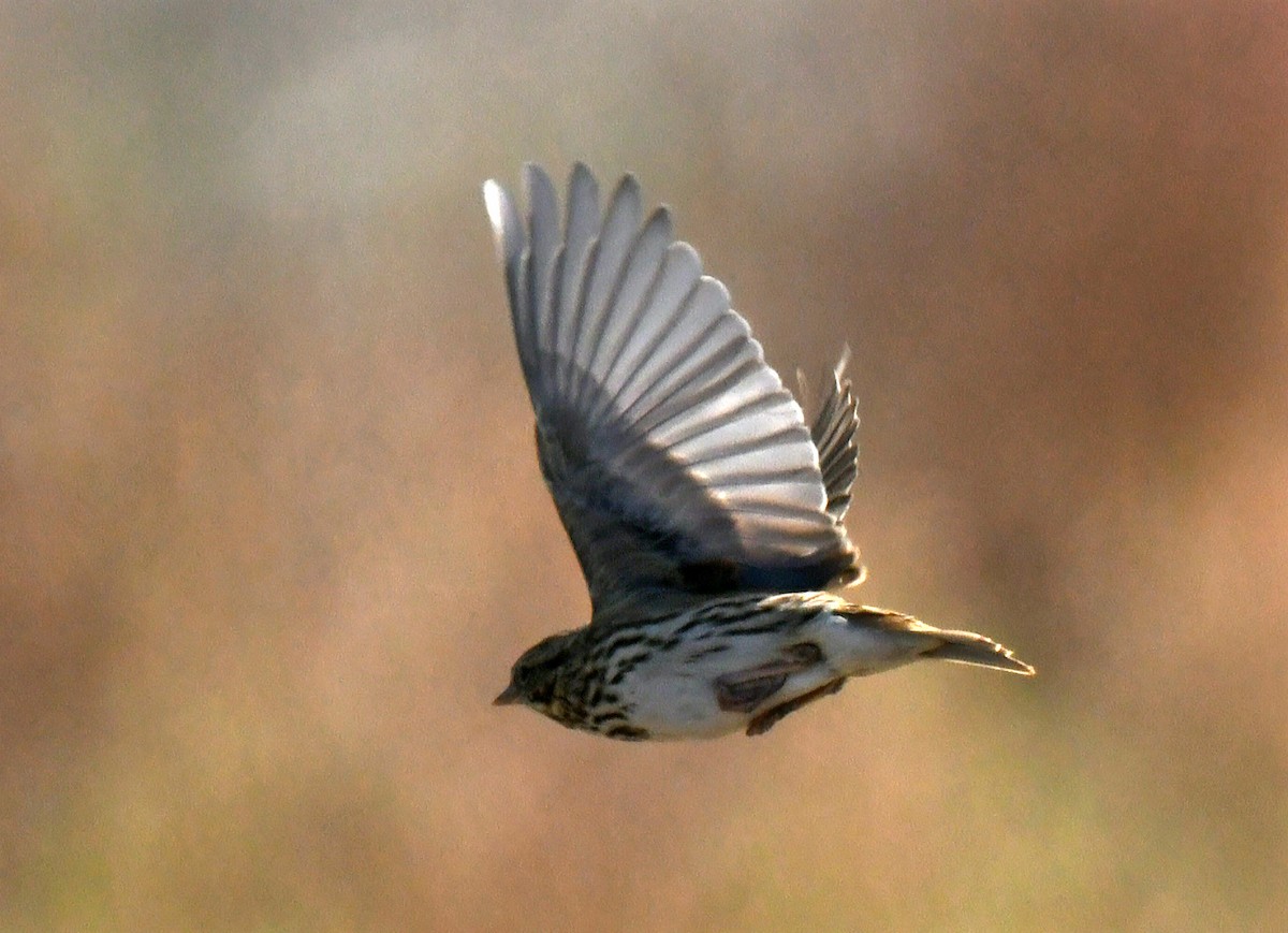 Chingolo Sabanero - ML644767404