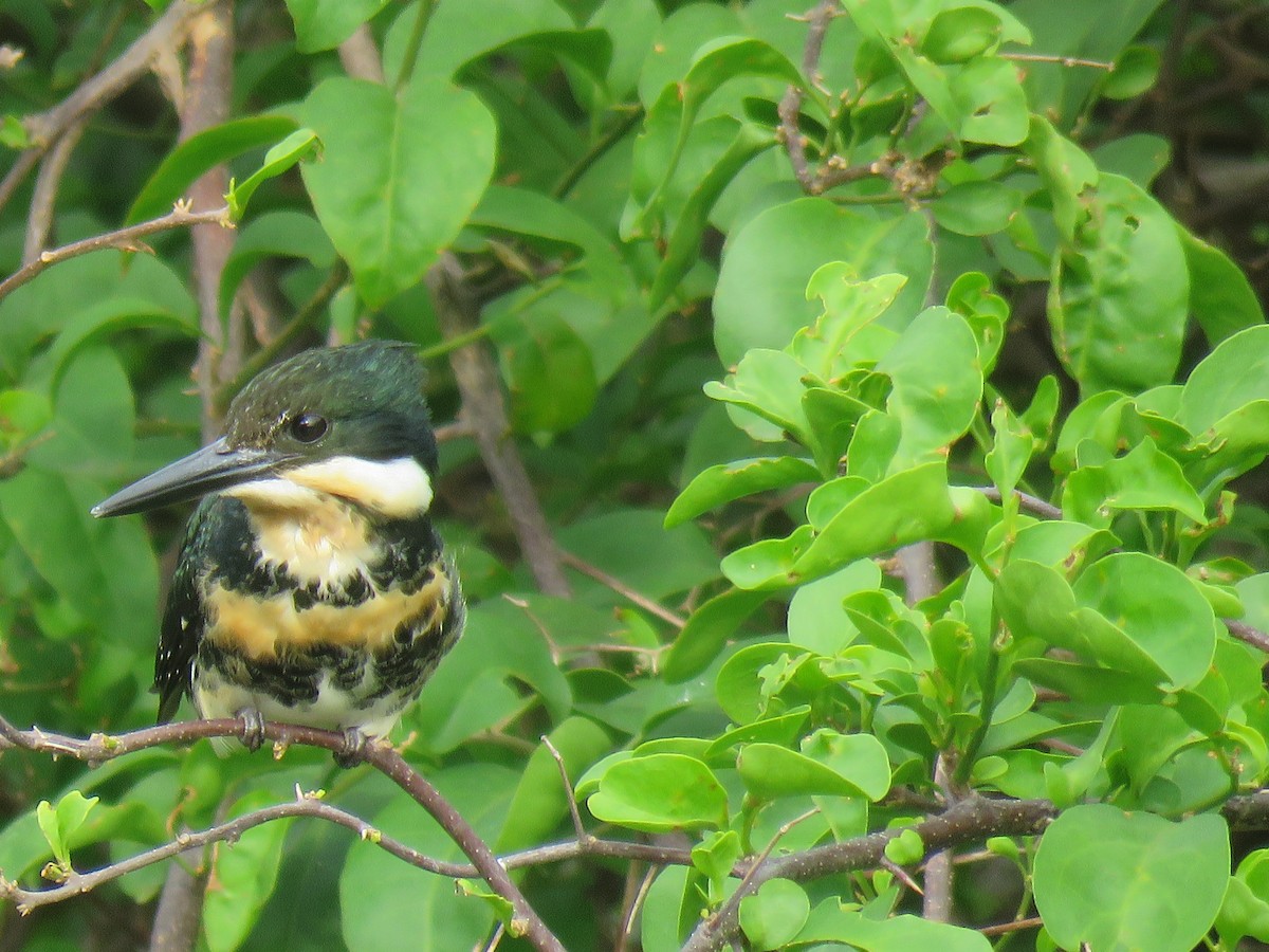 Green Kingfisher - ML644767409