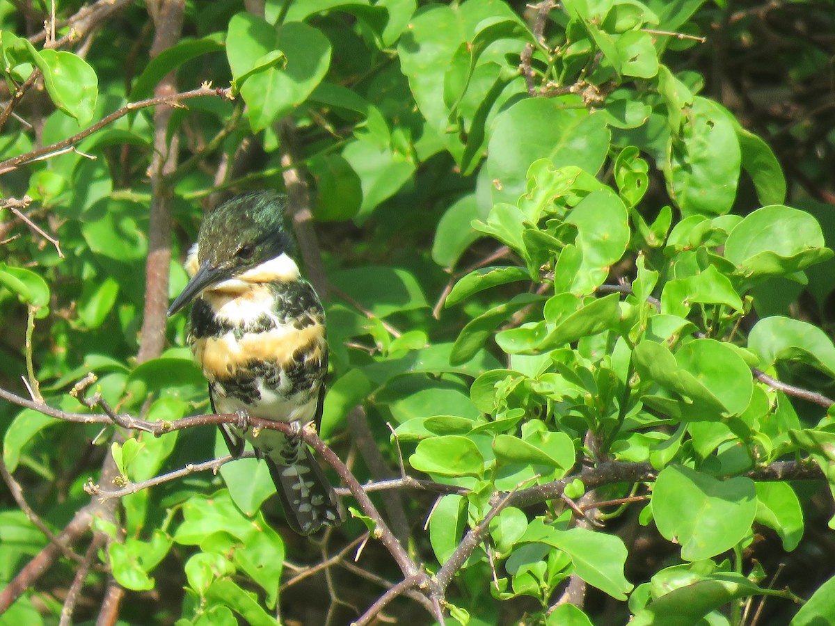 Green Kingfisher - ML644767410