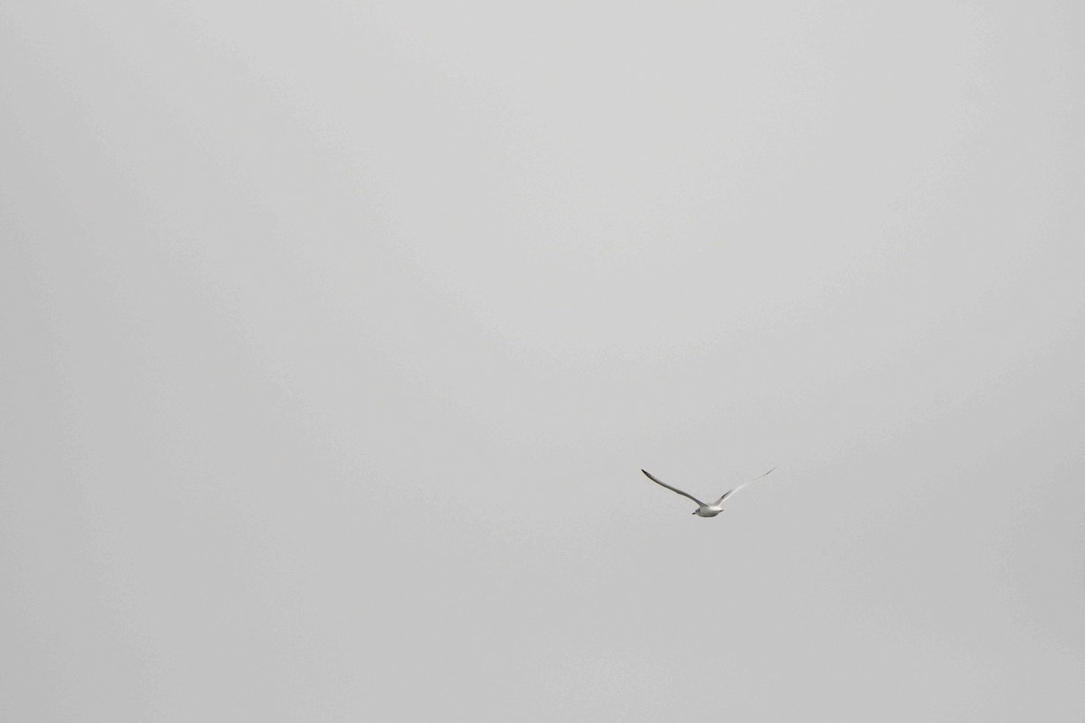 Black-legged Kittiwake - ML644767417