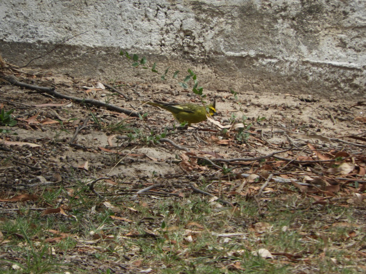 Yellow Cardinal - ML644767420