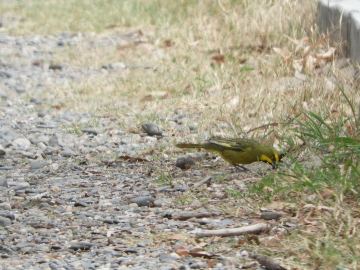 Yellow Cardinal - ML644767421