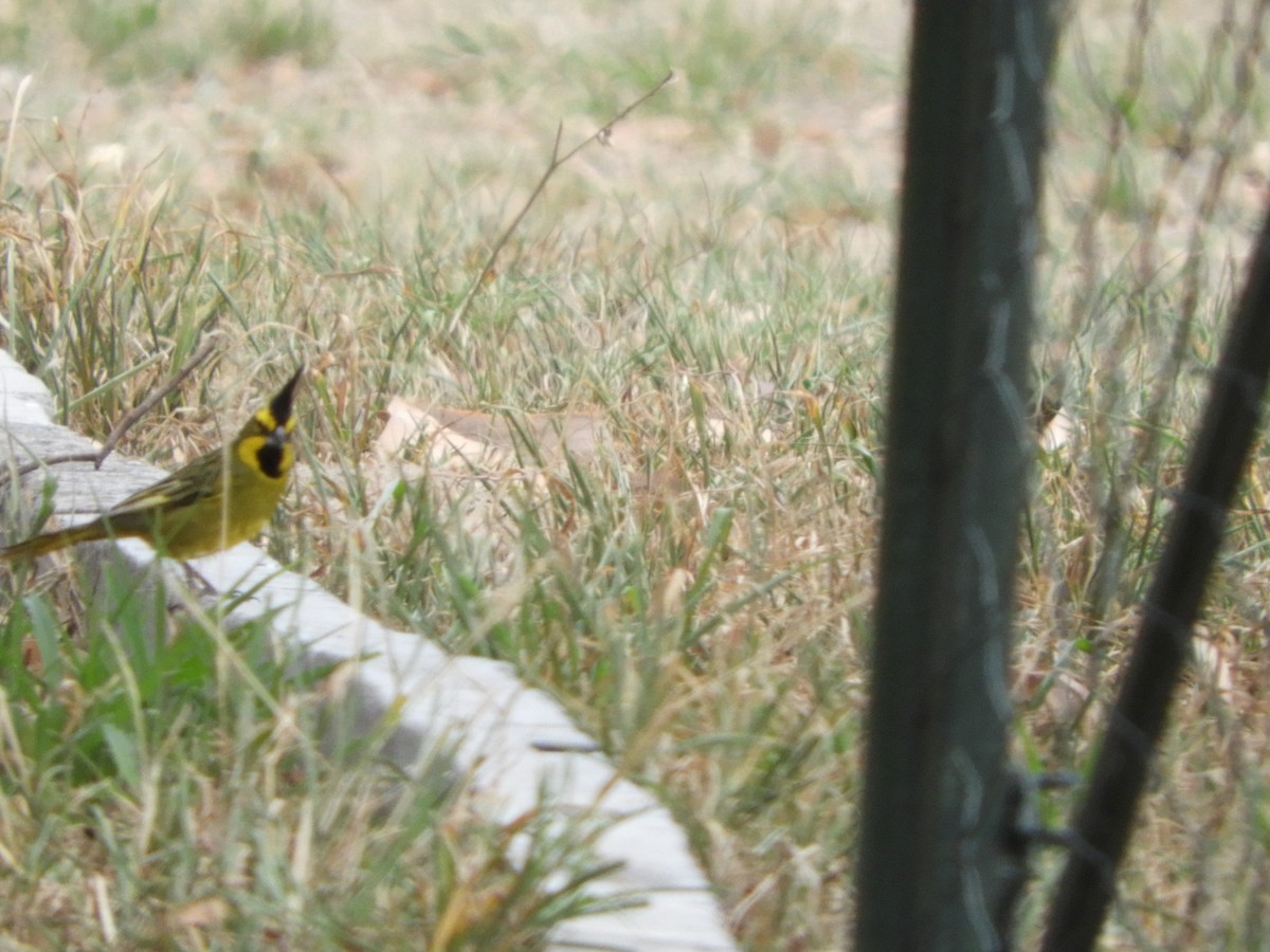 Yellow Cardinal - ML644767422