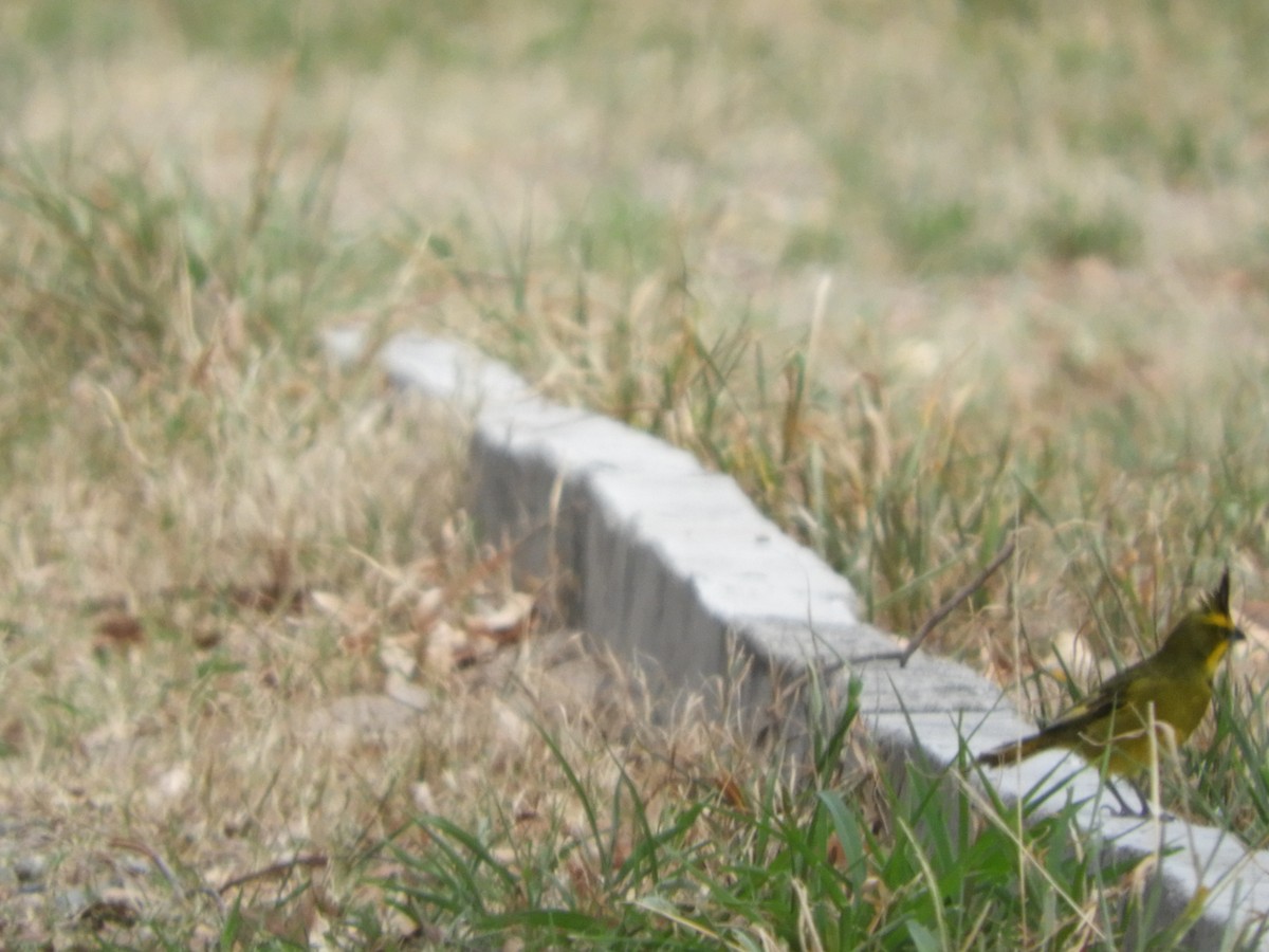 Yellow Cardinal - ML644767423