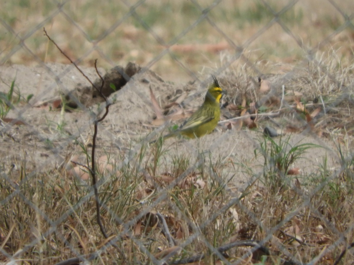 Yellow Cardinal - ML644767424