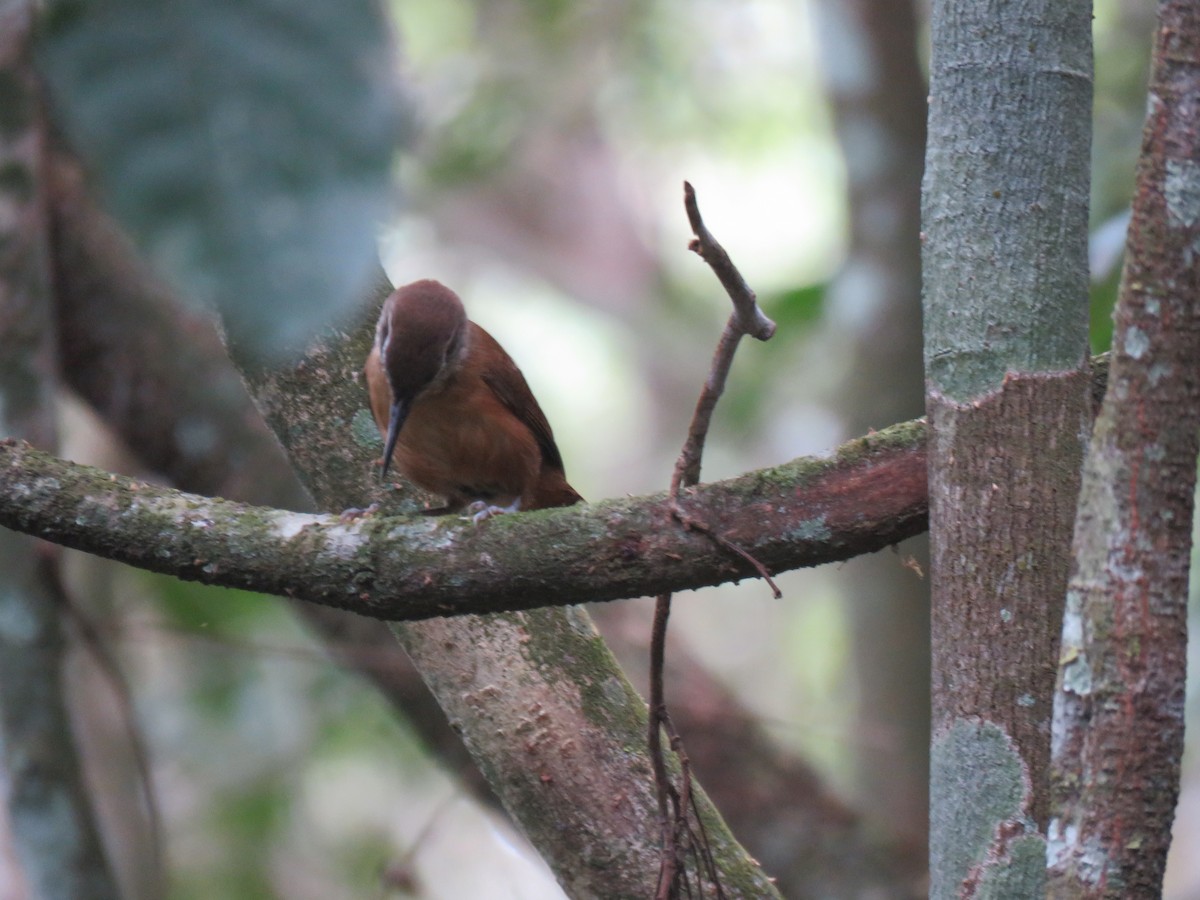Lesser Woodcreeper - ML644767456