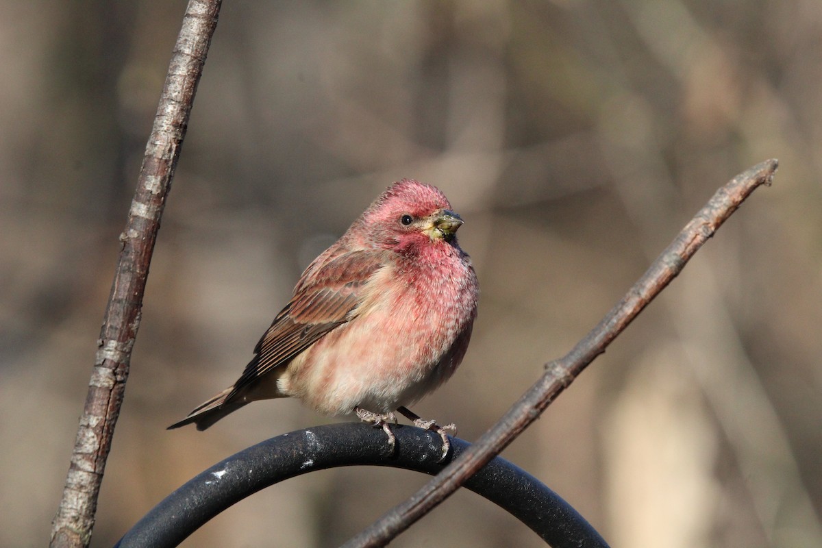 Purple Finch - ML644767460