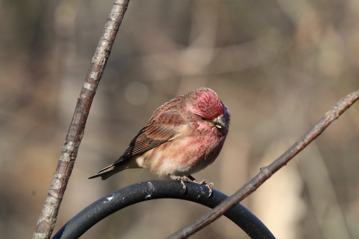 Purple Finch - ML644767462