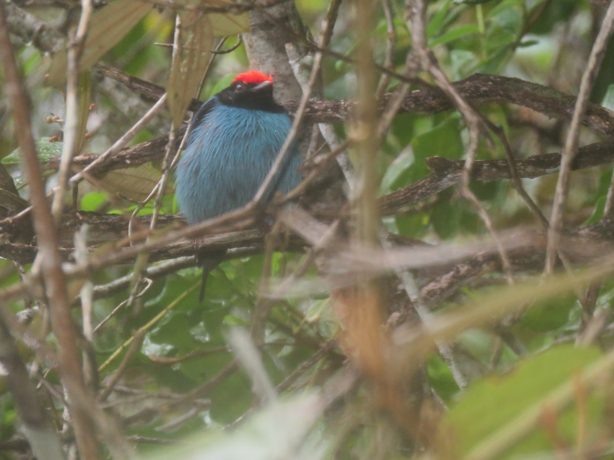 Swallow-tailed Manakin - ML644767473