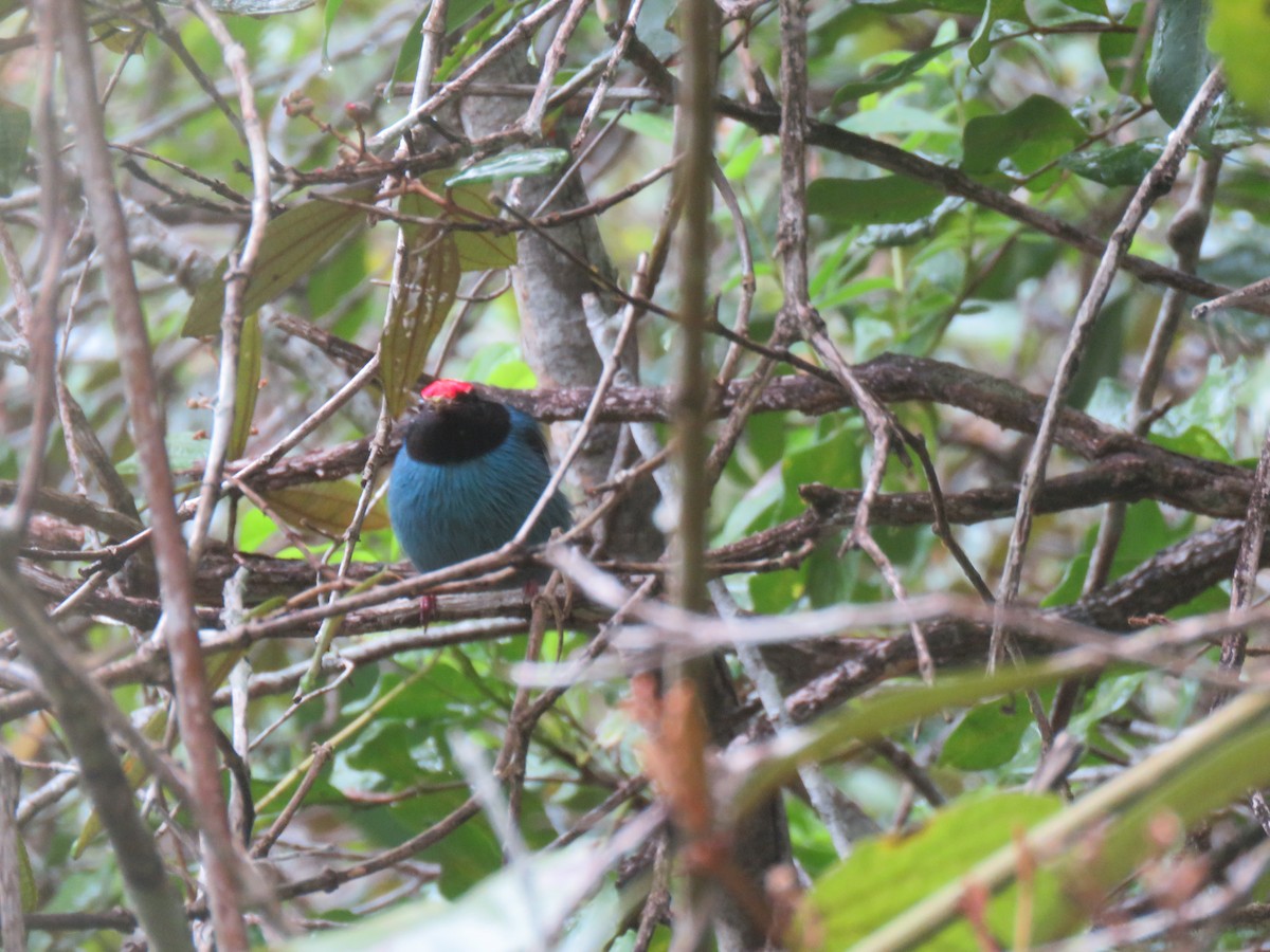 Swallow-tailed Manakin - ML644767474