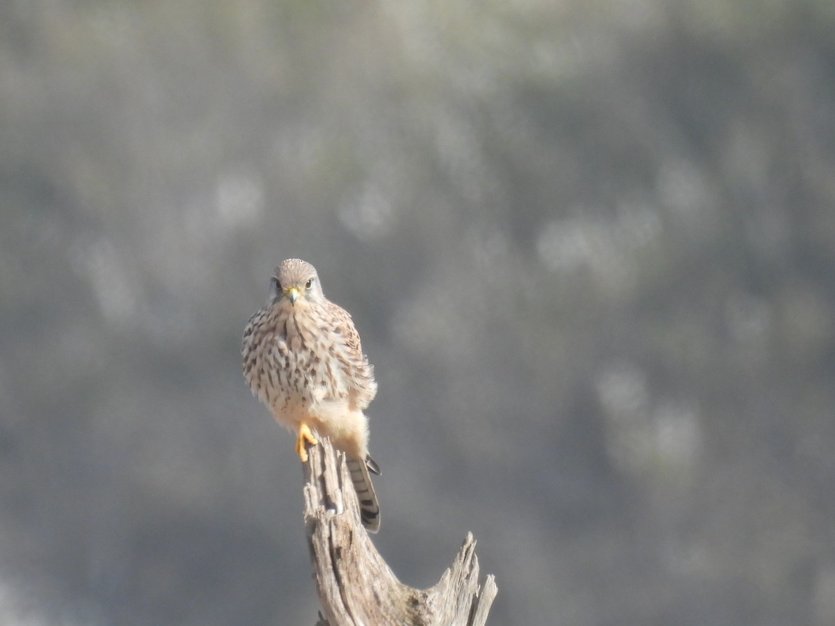 Eurasian Kestrel - ML644767475