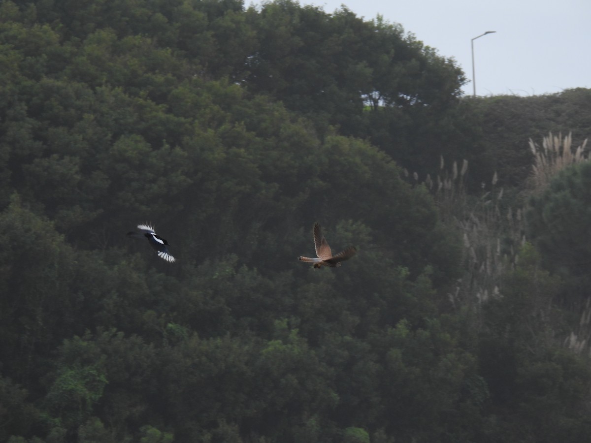 Eurasian Kestrel - ML644767479