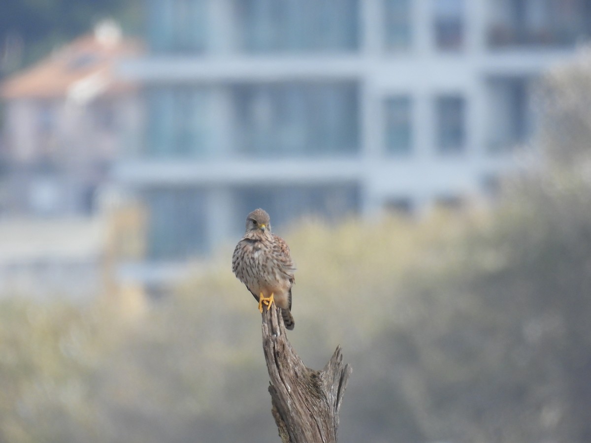 Eurasian Kestrel - ML644767480