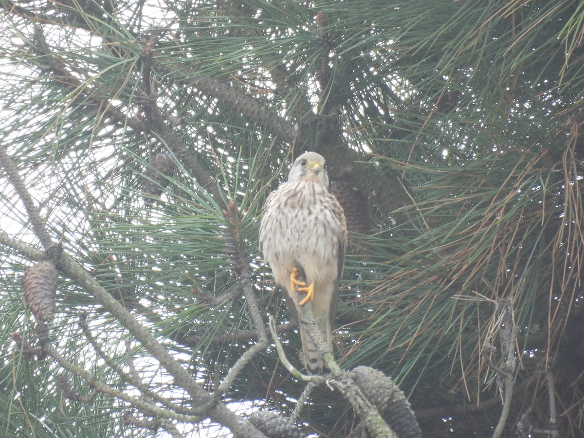 Eurasian Kestrel - ML644767481