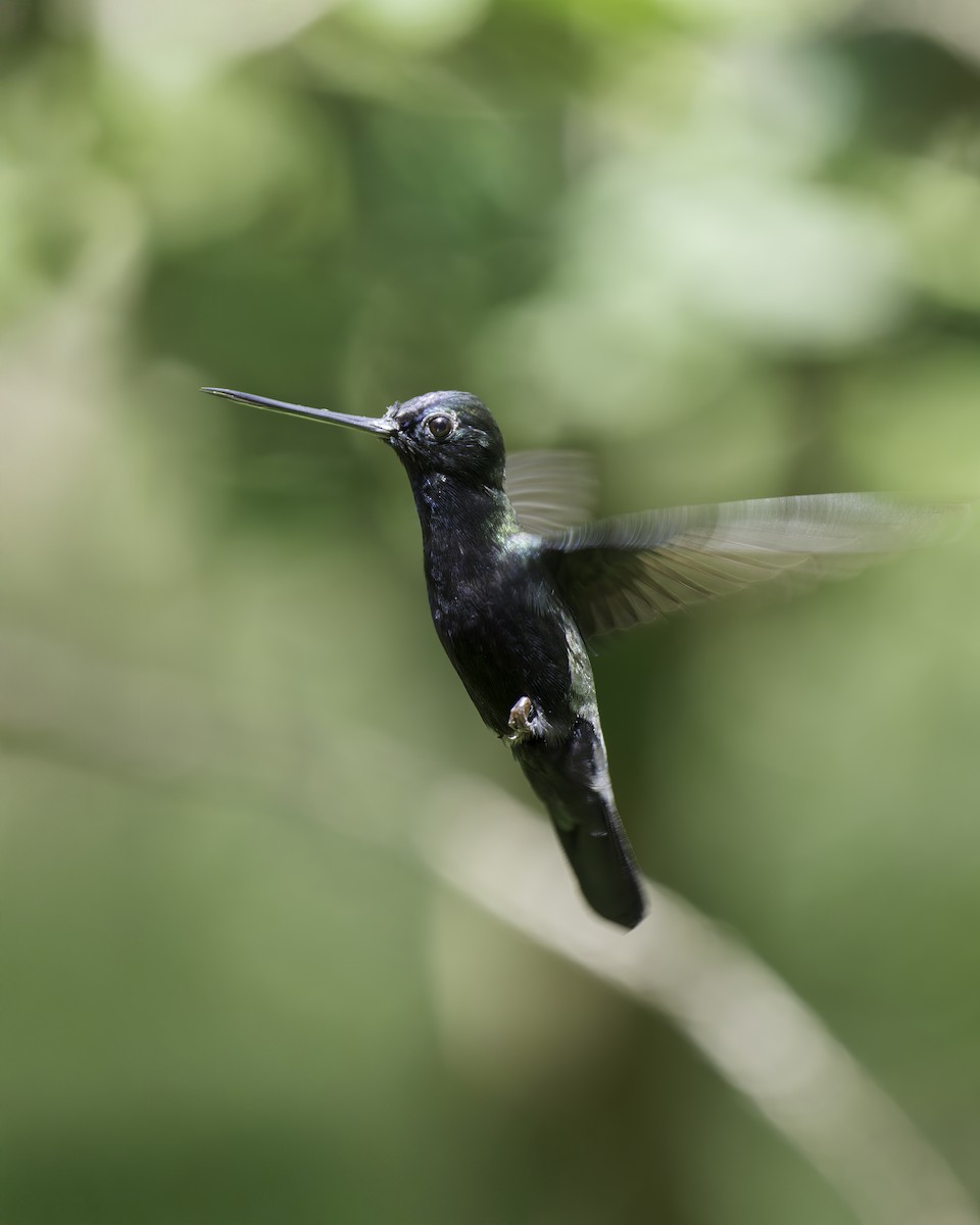 Blue-fronted Lancebill - ML644767502