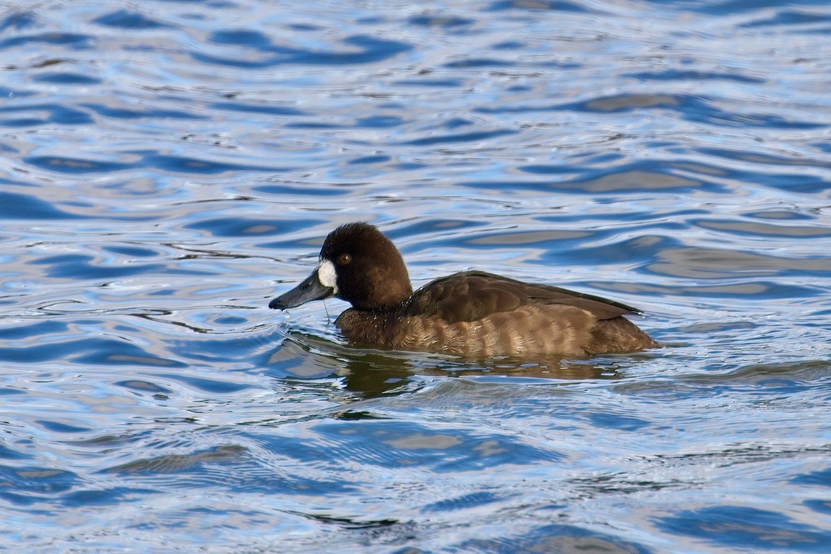 bergand - ML644767506