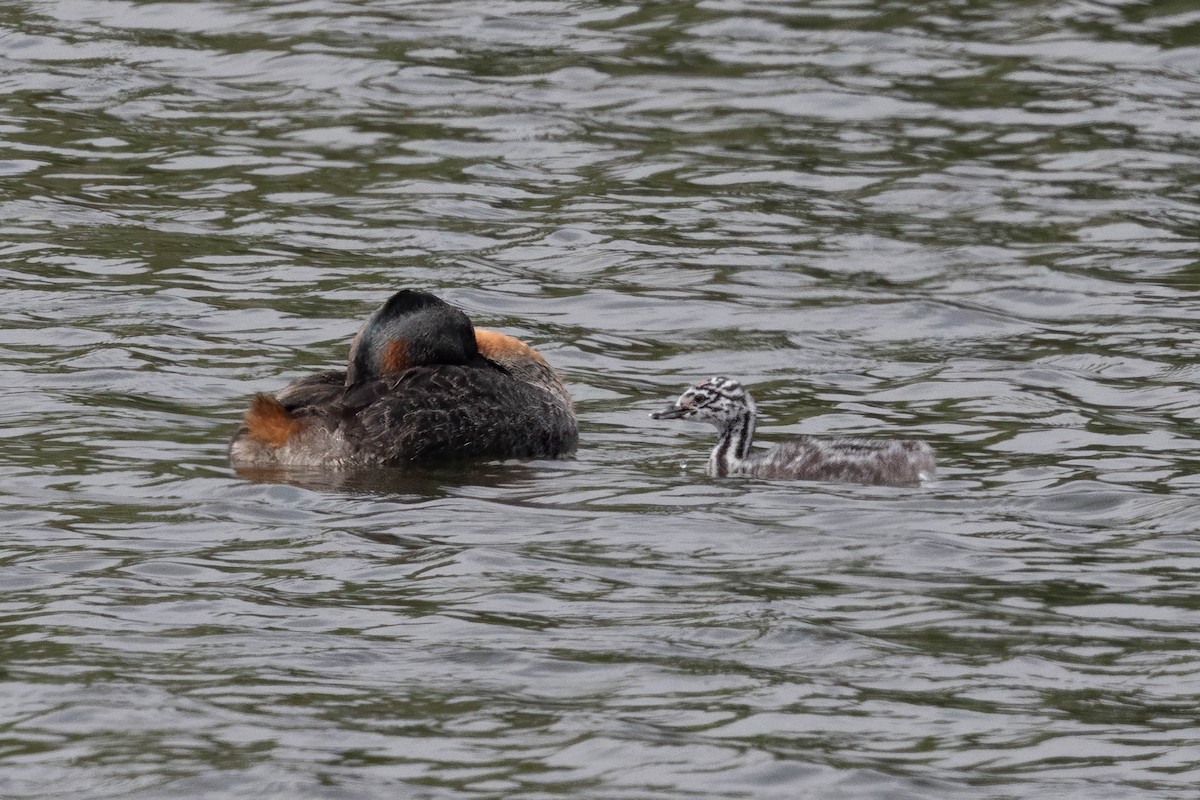 spyddykker - ML644767511