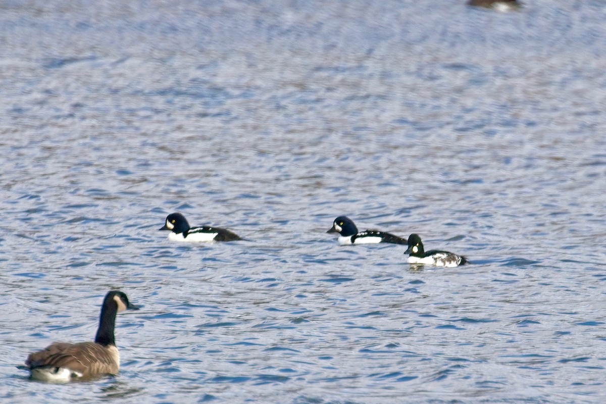 Исландский гоголь - ML644767512