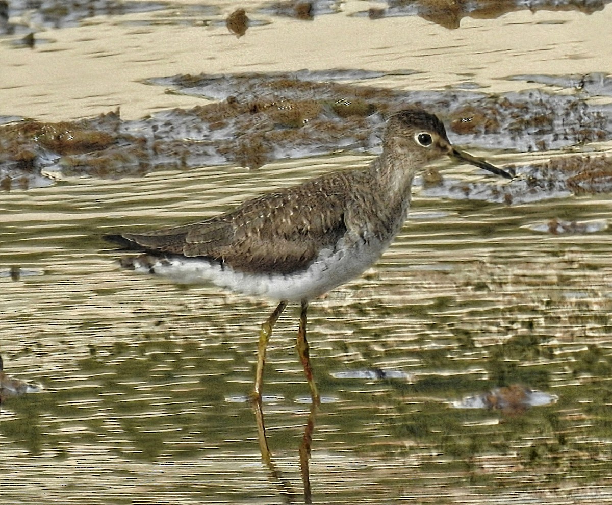 Solitary Sandpiper - ML644767514